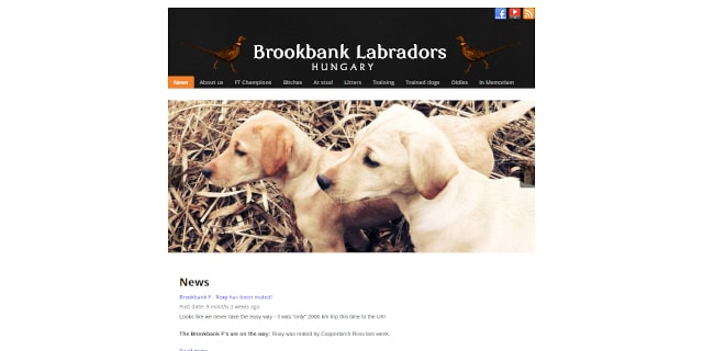 Brookbank Labradors